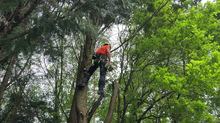 Best Tree Risk Assessment  in Summit, WA